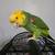 Double Yellow head Amazon parrot 2 thumbnail