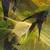 tropical fish -  Angel fish & more 4 thumbnail