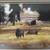Alaska Landscape with Deer Framed Terry Boyd 2 thumbnail