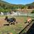 Pet Care Loving Dogs/Cat Homey Reliable Long/Short Term 9 thumbnail