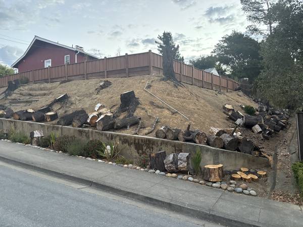 Free pine tree rounds 1