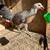 Clemmons Hen for sale 4 thumbnail