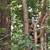 🪵RVA Pro Tree Services & Land Care LLC. Clean Ups, more🪵 24 thumbnail