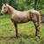 Palomino Gelding 2 thumbnail