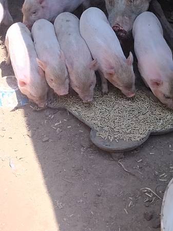 BELLY POT PIGLETS 1