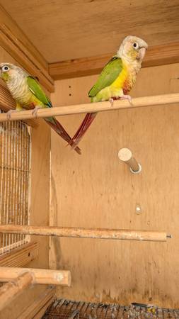 Pineapple conure (proven pair with DNA) 1