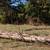 Firewood U-Cut 1 thumbnail
