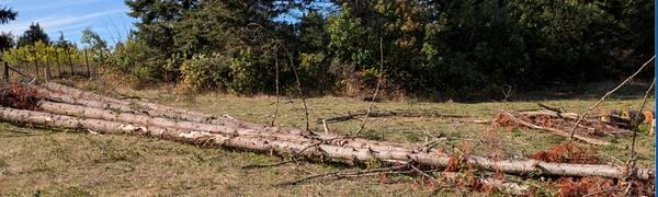 Firewood U-Cut 1