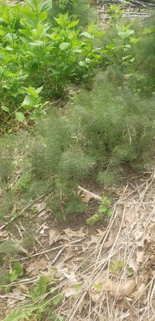 Anise seedlings 1