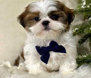 Friendly shihtzu 1