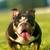 English bulldog 2 thumbnail