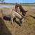 Donkeys 2 thumbnail