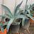 $10 Each Beautiful Potted Agave Succulent Live Plants  Cash only 2 thumbnail