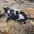 Kune piglets 5 thumbnail