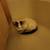 Found kitty 1 thumbnail