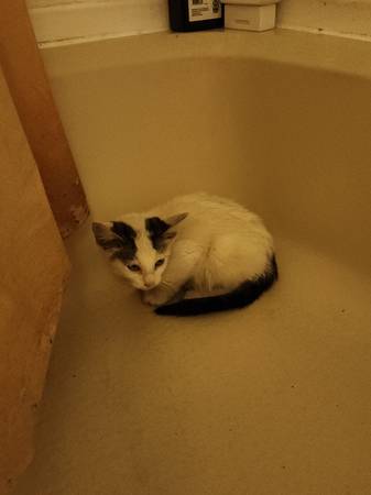 Found kitty 1