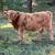 Halter Trained Highland calves! 2 thumbnail