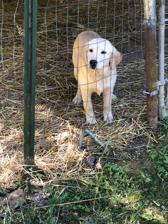 mezcla de golden retriever, labrador y collie (Lucasville)