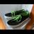 Vans Authentics with Black & Neon Green - Men's 8.5 / Women's 10 1 thumbnail