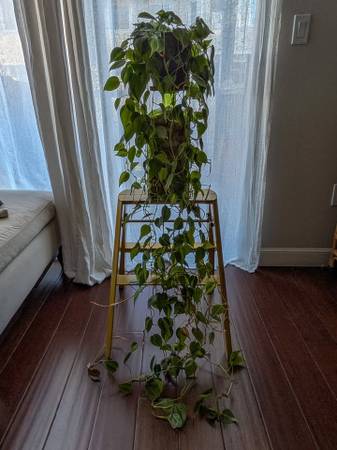 Heartleaf Philodendron (hederaceum 'Brasil') 1