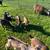 Kinder Goat Doelings 2 thumbnail