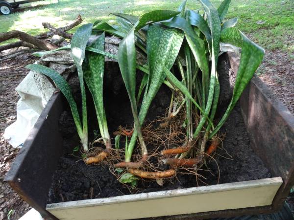 WANTED Garden Plant Pots Black plastic pots WANTED 1