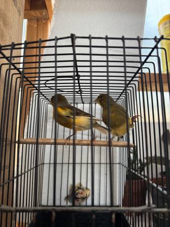 Canary (Lake Stevens)63697490464259122