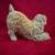 Soft Coated Wheaton Figurine by Conversation Concepts - DF98 4 thumbnail