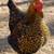 Laying Hens 2 thumbnail