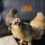 Chicks and hatching Eggs 7 thumbnail