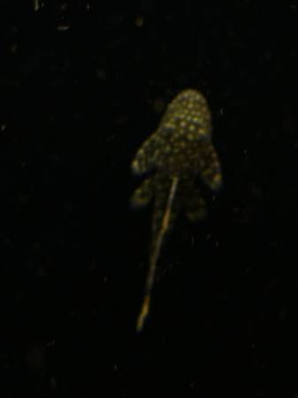 Guppy plecos shrimp ramsnails (Newark)
