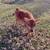 Mid-Size Jersey Bull Calf 1 thumbnail