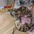 Ball python 3 thumbnail