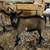 Nigerian Dwarf Wethers 1 thumbnail