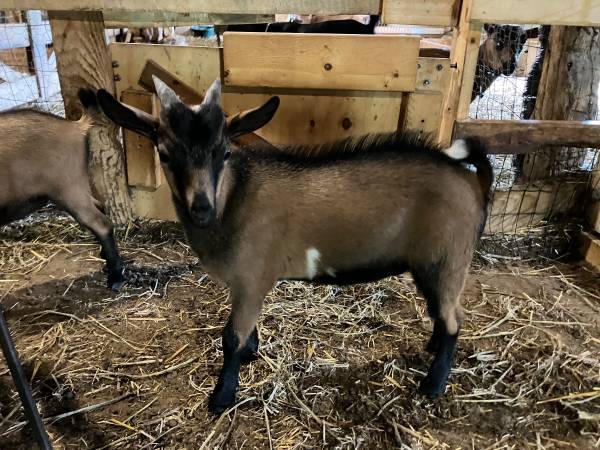 Nigerian Dwarf Wethers 1