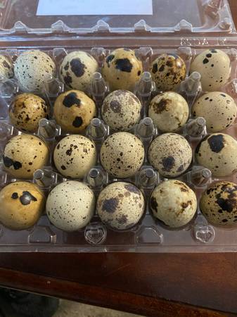 Button quial eggs doz fertile 1