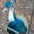 Peafowls 2 thumbnail