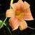 Perennials - Sun and Shade - Available til mid-October 14 thumbnail