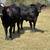 Weaned replacement heifers 1 thumbnail
