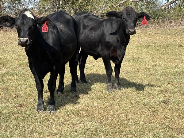 Weaned replacement heifers 1