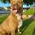 Pit Bull 1 thumbnail