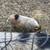 Pigs and chickens 12 thumbnail