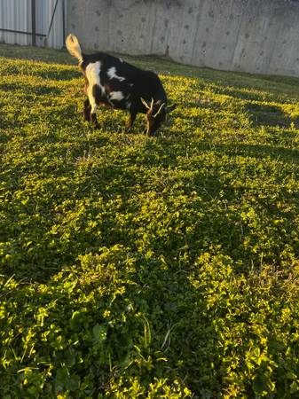 Nigerian goats 1