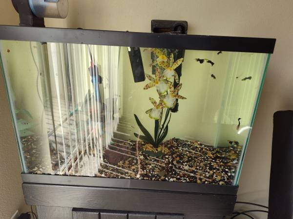Acuario de veinte galones (Portland)63842373375747121