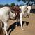 7yr old paint gelding 3 thumbnail