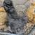 Five and a half month old silky flock full bread Buffs and Blues 8 thumbnail