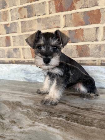 Mini Schnauzer 1