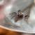 Super cute jumping spider! 3 thumbnail