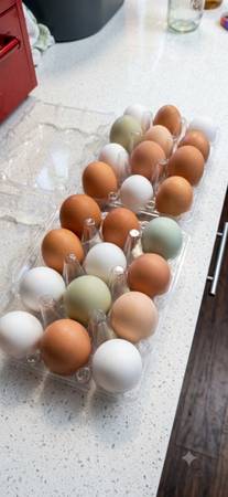 Free range fresh eggs 1