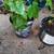 Concord Grape Vines 3 thumbnail